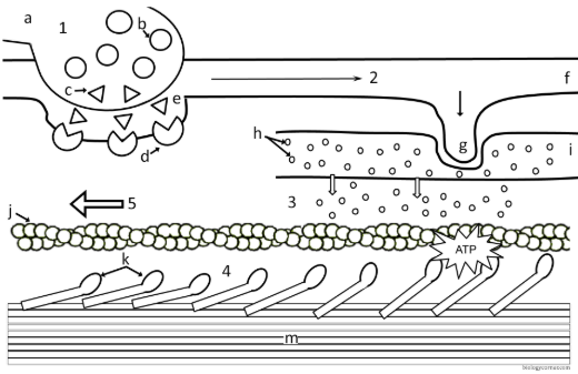 <p>c</p>