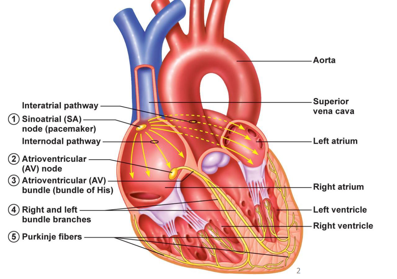 <ul><li><p><span>Nodes are small, specialized clusters of cells that help to generate and regulate electrical impulses → signals that make the heart contract and pump blood</span></p></li><li><p><span>SA nodes → Heart’s pacemaker, electrical impulses generated here</span></p></li><li><p><span>Av nodes → Help conduct those electrical impulses</span></p></li></ul><p></p>