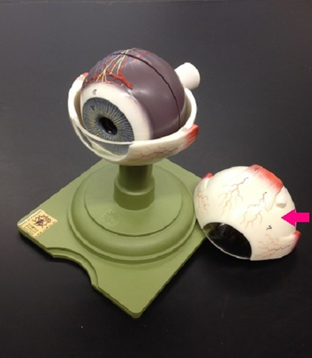 <p>Identify the white structure.</p>