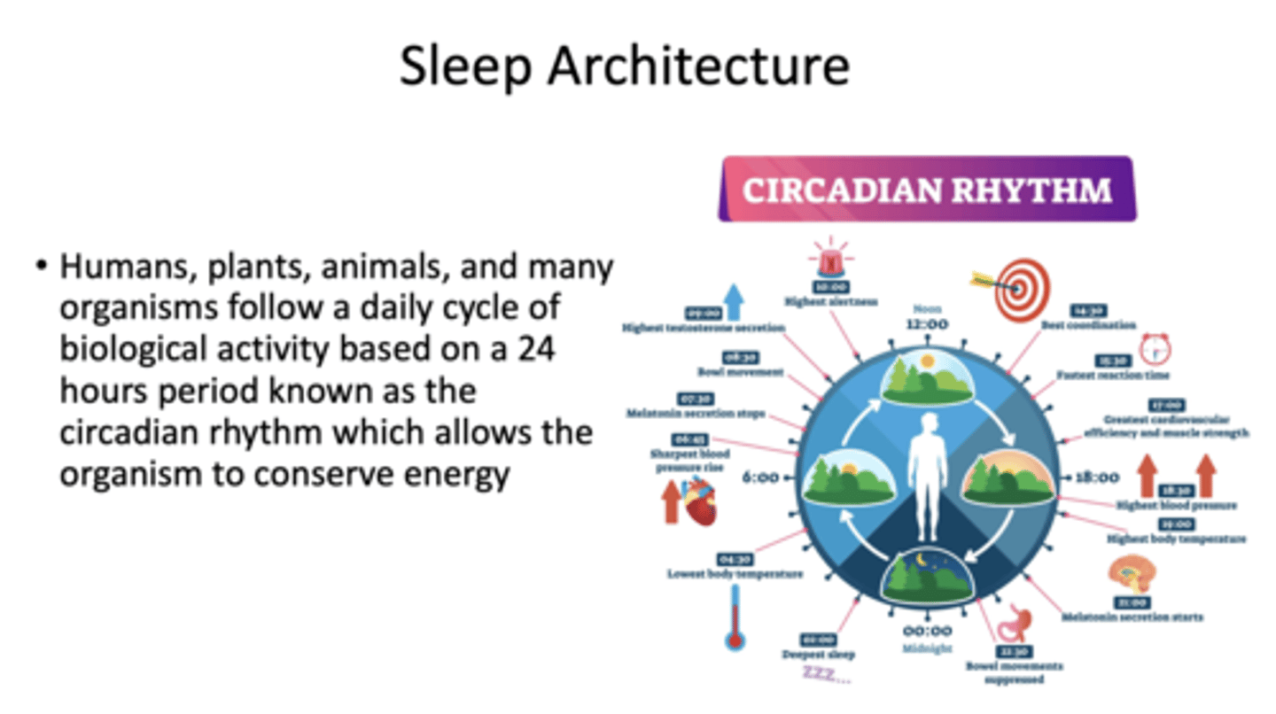 <p>circadian rhythm</p>