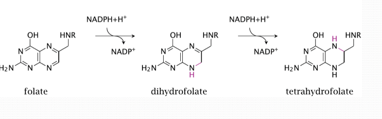 <p>Folate circulates in the blood as 5-methyl tetrahydrofolate (THF).</p><p class="p1">It has to be de-methylated to become THF (tetrahydrofolate) the active form used in metabolic reactions.&nbsp;</p>