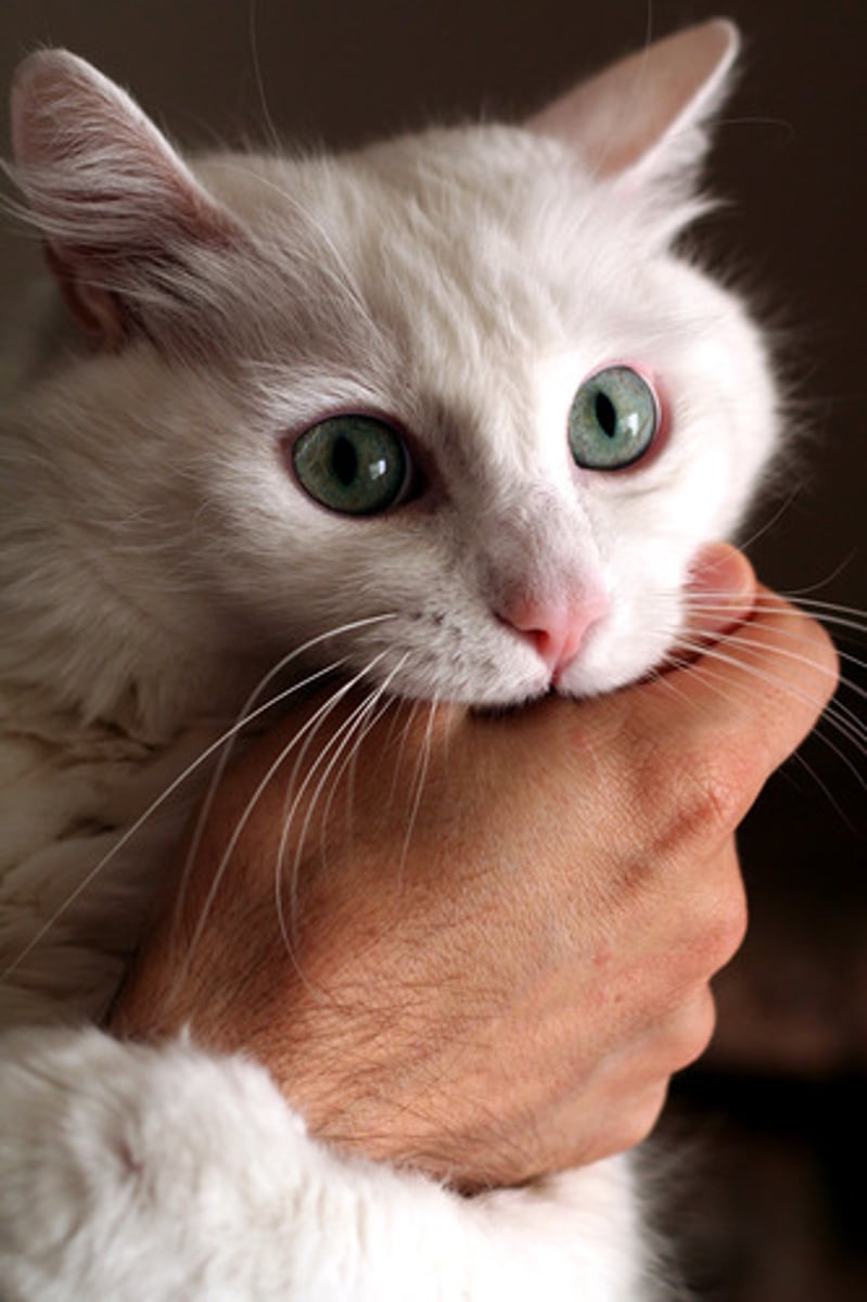 <p>to bite</p>