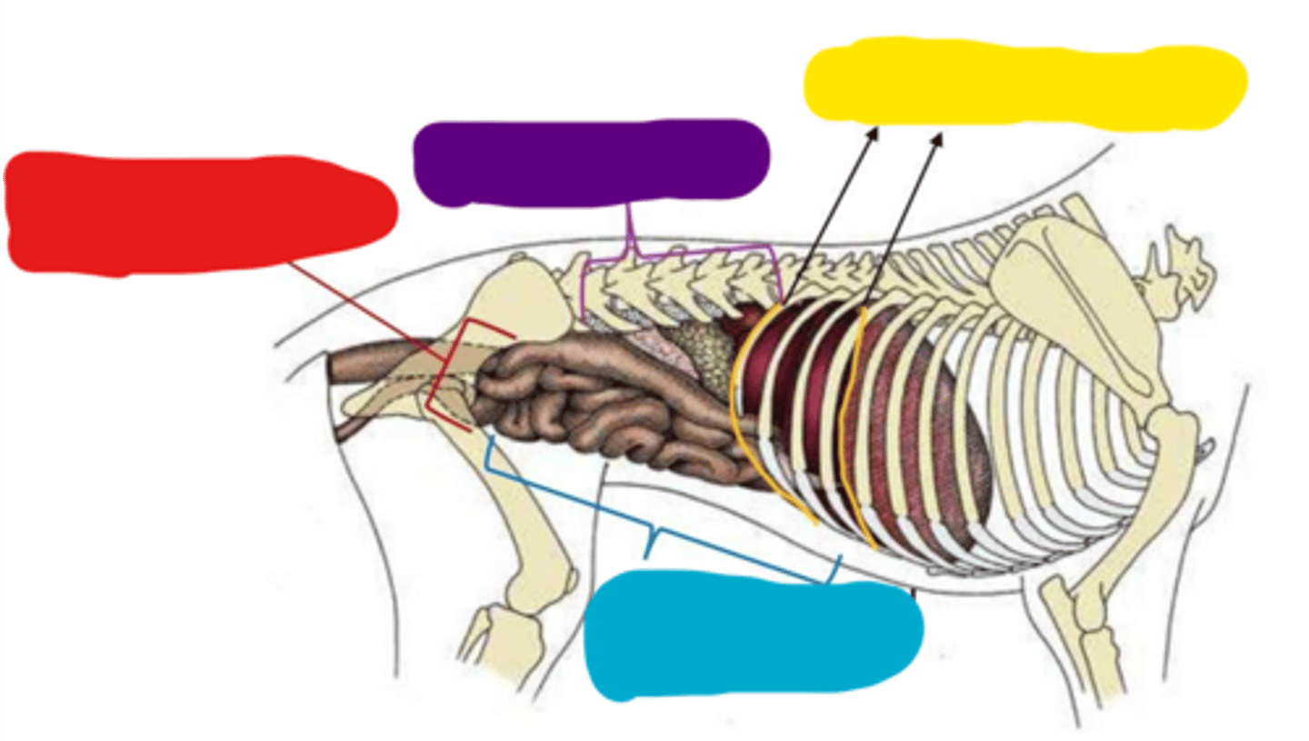 <p>Abdominal cavity boundaries:</p><p>Purple</p>