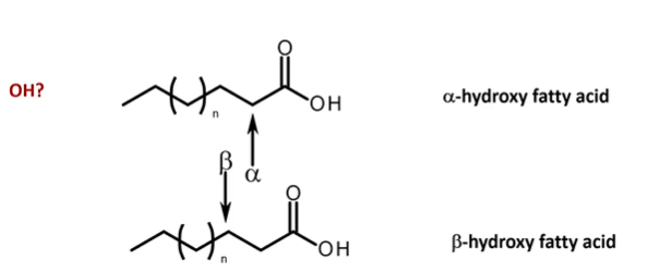 <p>Hydroxy fatty acid - an acid where on a given position in chain there is an alcohol functional group </p><p>Position of alcohol group determines type of hydroxy fatty acid</p><p></p><p>alpha hydroxy fatty acid - OH function on first carbon next to COOH</p><p>beta hydroxy fatty acid - OH function on second carbon next to COOH</p><p>omega hydroxy fatty acid - OH on last carbon opposite side to COOH</p><p>omega w-1 hydroxy fatty acid - OH on penultimate carbon opposite to COOH</p>