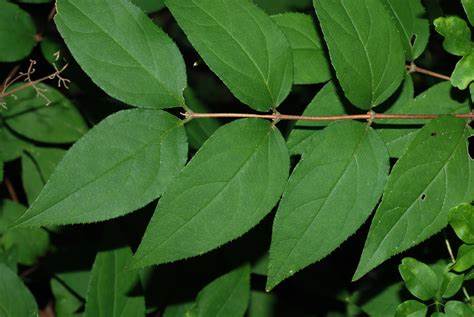 <p>Leaves or buds emerge from a stem in pairs </p>