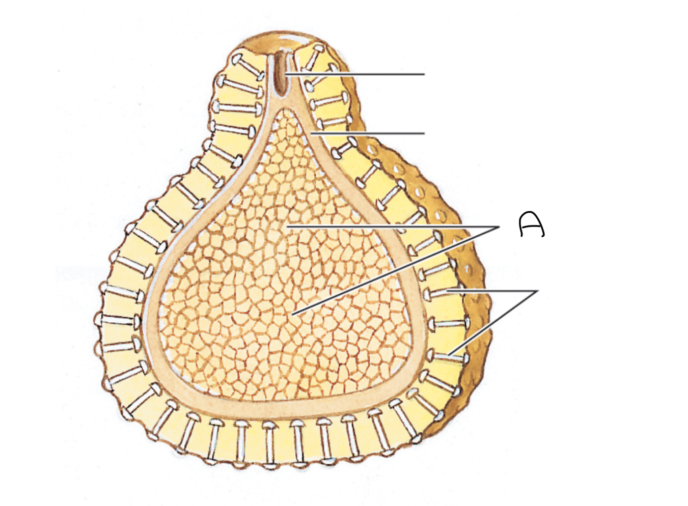 <p>What part of the Grantia is labeled A</p>