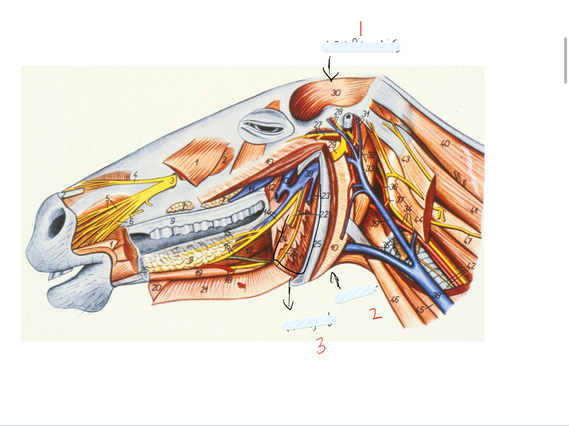 <p>label the muscles of mastication as they appear on the diagram</p>