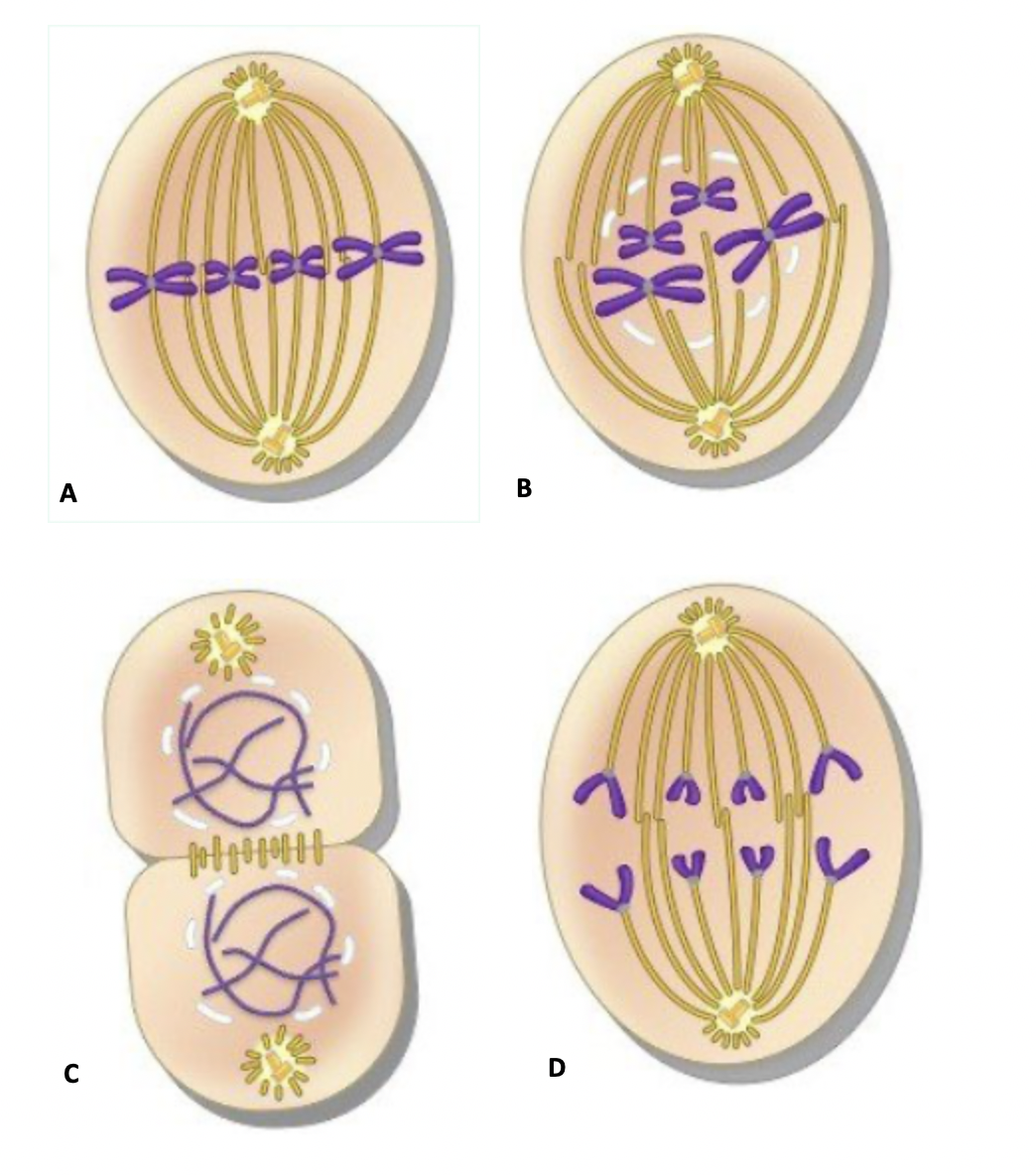 <p><strong>Select the image that represents metaphase.</strong></p>