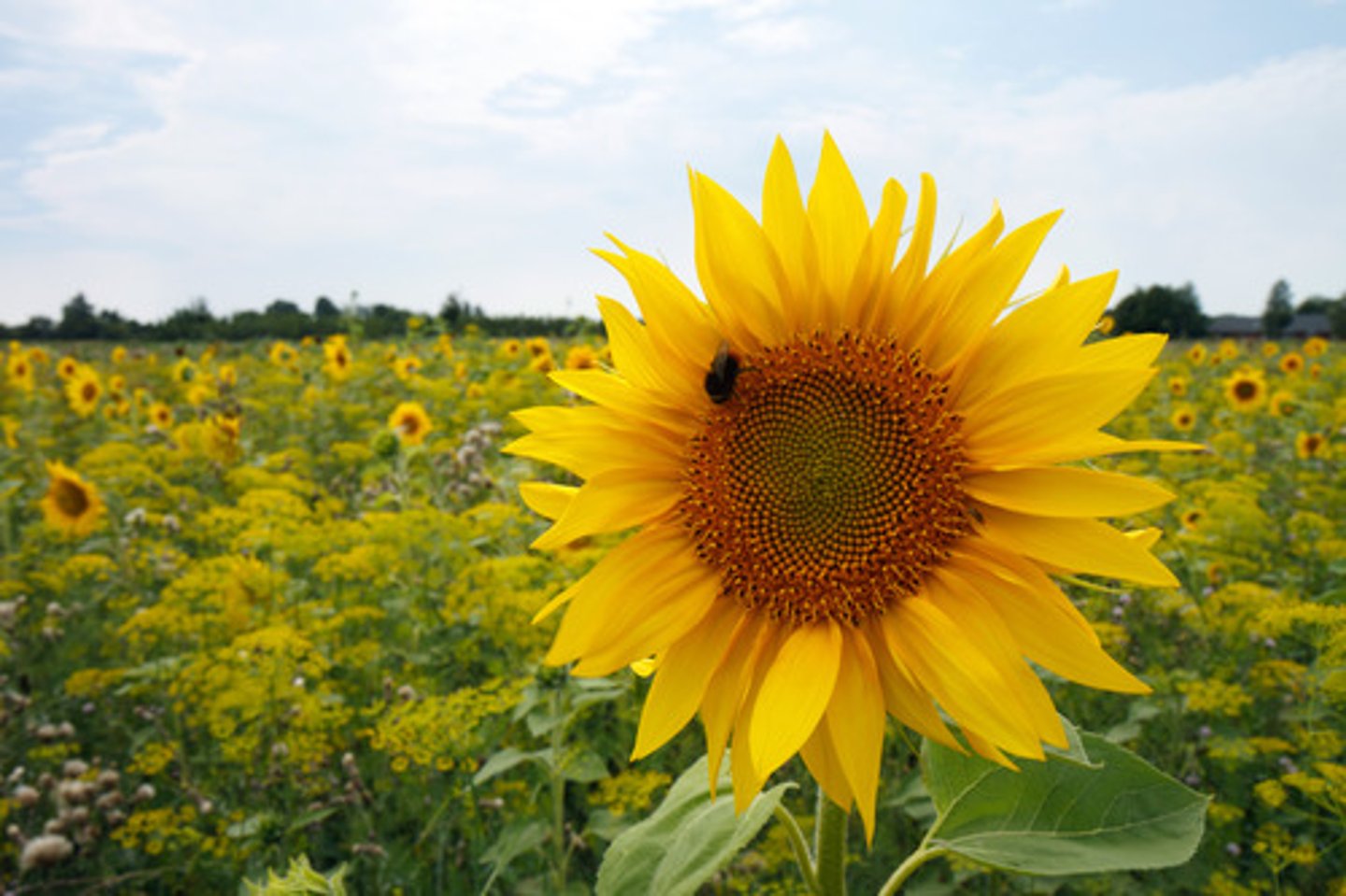 <p>a group of tall yellow-flowered plants that include the sunflower</p>