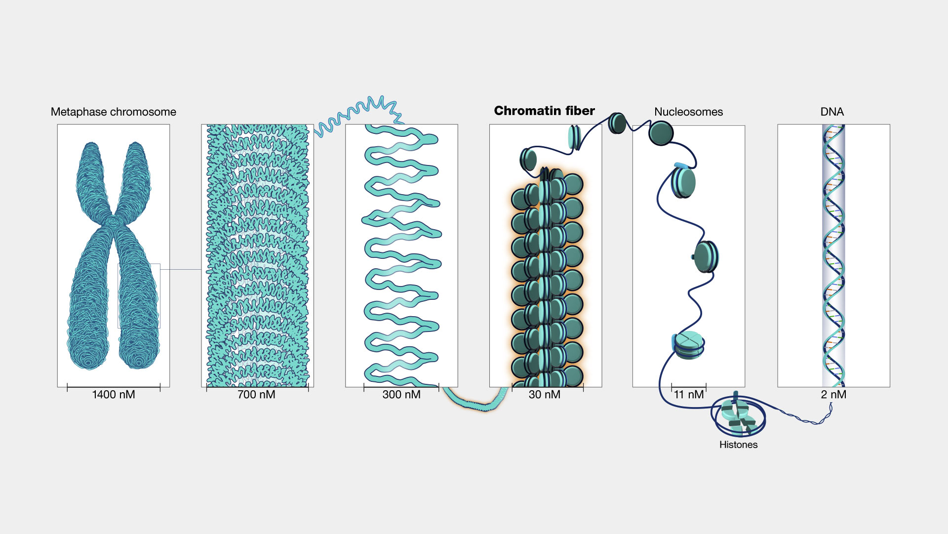 <ul><li><p>nucleosoom</p><ul><li><p>chromosoom fibrillen = DNA-draden</p></li><li><p>histonen (spoeleiwitten)</p></li></ul></li><li><p>“beads on a string”</p><ul><li><p>nucleosomen verbonden via linker-DNA</p></li></ul></li><li><p>chromatinedraad</p><ul><li><p>nucleosomen opgevouwen tot dikkere draad</p><p>‎</p></li></ul></li><li><p>niet-histone kerneiwitten</p></li></ul><p></p>