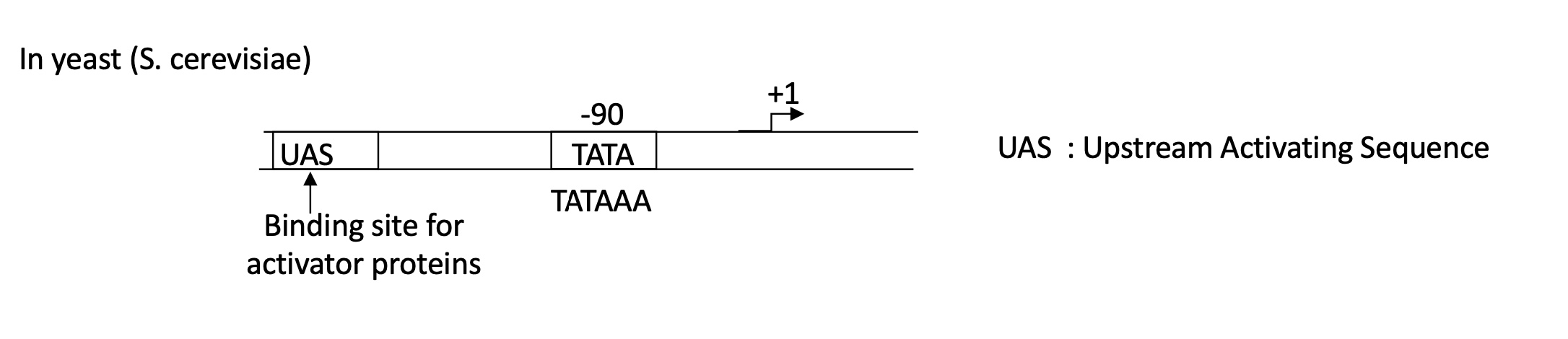 <p>Promoter w/ :&nbsp;</p><ul><li><p>UAS = Upstream Activation Sequence : binding site for activator proteins </p></li><li><p>TATA box at -90</p></li></ul><p></p>