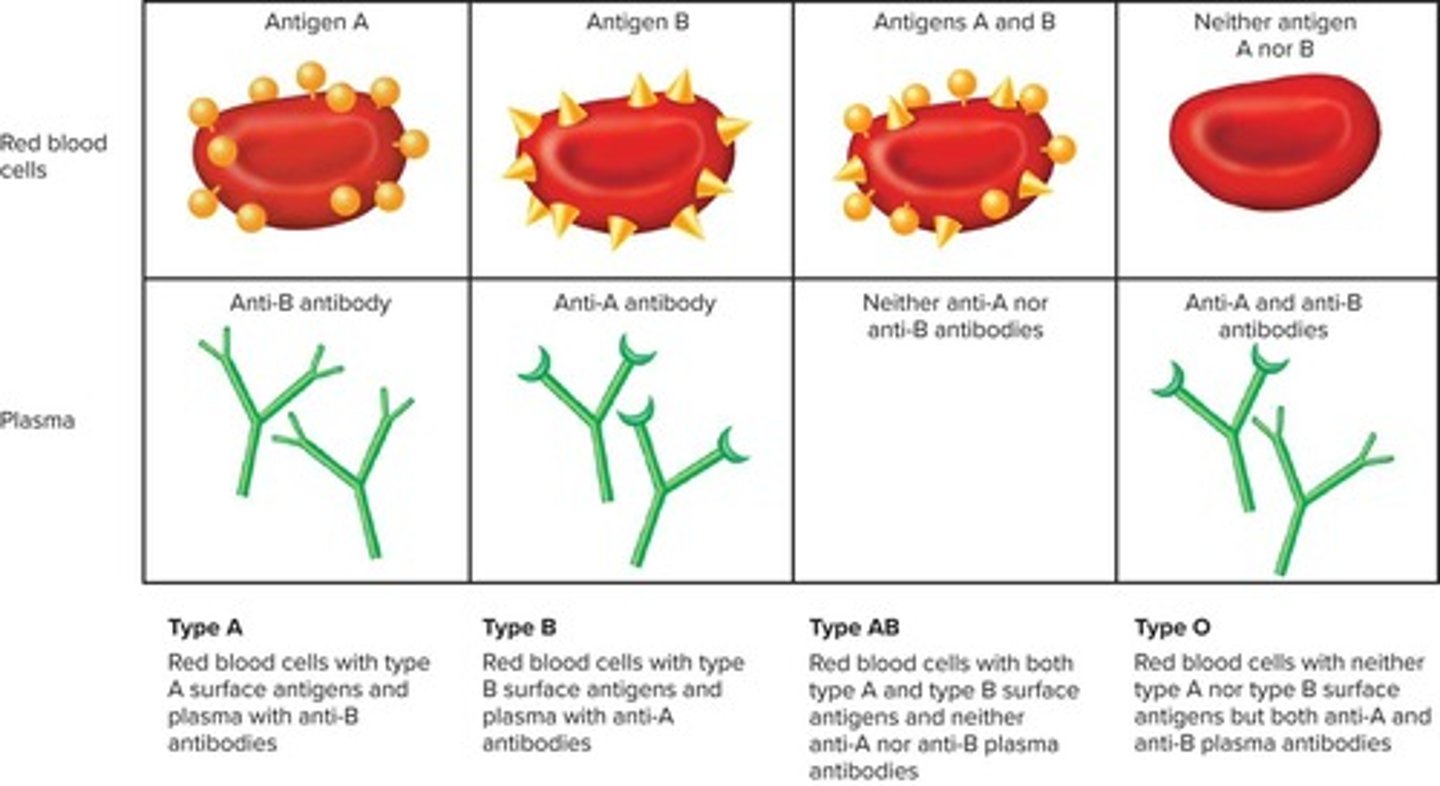 <p>The presence of specific antigens (agglutinogens) on the surface of red blood cells.</p>