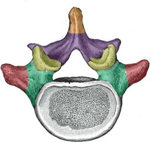 <p>What kind of vertebrae is this?</p>