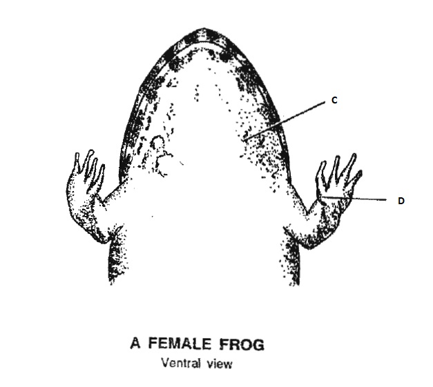 <p>FEMALE FROG: C AND D</p>