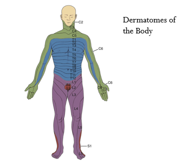 <p>Dermatomes → Dividing and assigning body areas to vertebral levels</p><p></p>