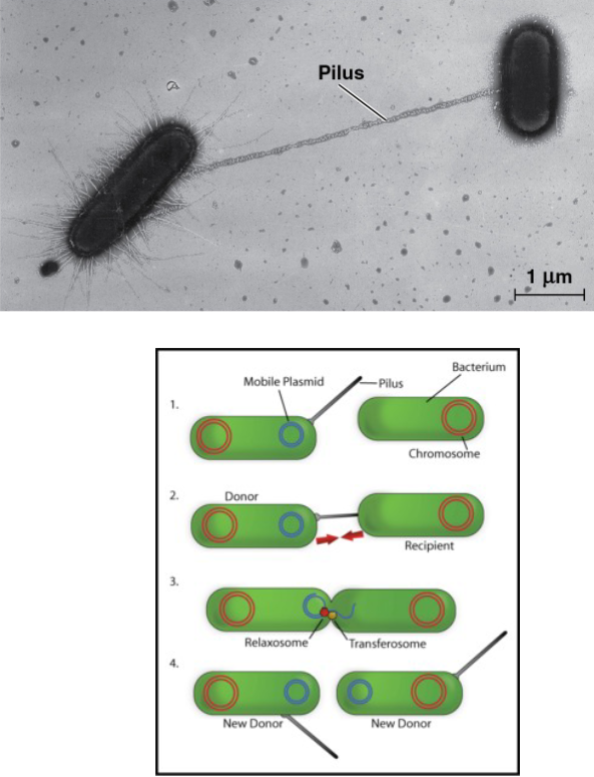 <ul><li><p>Conjugation: DNA is transferred between two prokaryotic cells</p></li><li><p>E. coli steps:</p><ul><li><p>pilus of the donor cell attaches to the recipient</p></li><li><p>pilus retracts</p></li><li><p>DNA is transferred through a temporary structure called the “mating bridge”</p></li></ul></li></ul>