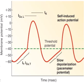 1\. Funny channels open at low membrane potentials (-60mV) and allow Na+ to enter the cell. ICa T (T-type Ca+ channels) also allows some Ca+ to leak in. Cell slowly depolarizes 

\
2\. At threshold, ICa L (voltage-gated Ca+ channels) open permitting rapid influx of Ca+ and rapid depolarization then close

\
3\. Opening of voltage-gated K+ channels allows K+ to leave the cell causing repolarization 

\
4\. Once cell is -60, Funny and ICa T channels open again causing depolarization and cycle repeats