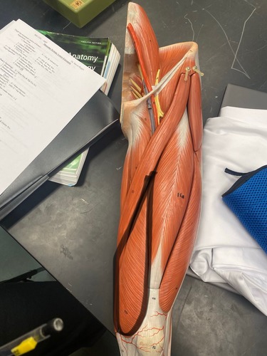 <p>Upper anterior leg, Quadriceps Femoris, knee extension</p>