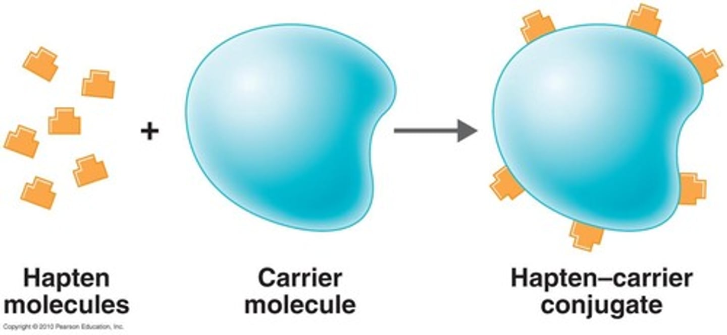<p>small molecule that has to bind to a larger molecule to form an antigen</p>