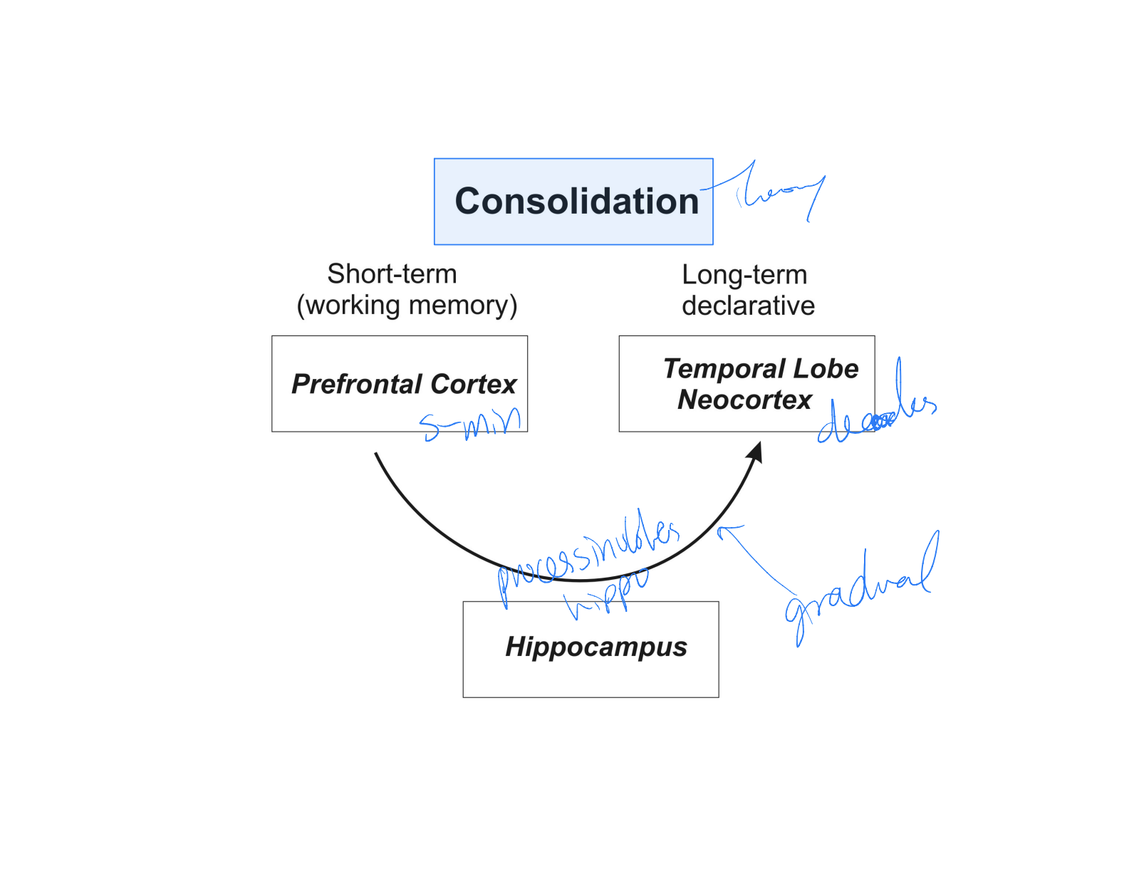 consolidation pathway theory - memory