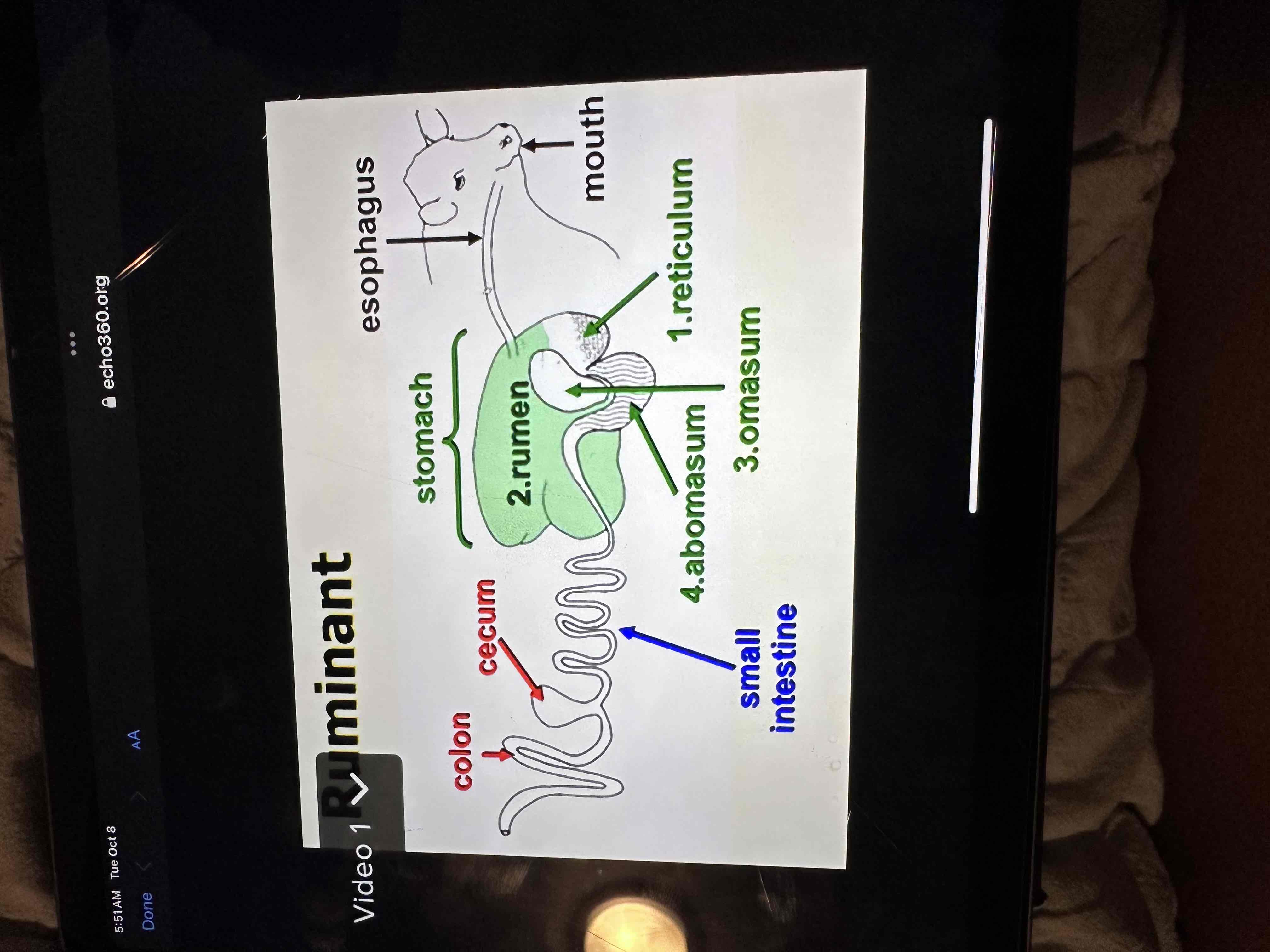 <p>They also have the other organs like the swine just not in image</p><p>Reticulum - honeycomb structure- microbial fermentation, pacemaker, hardware disease</p><p>Rumen- papillae- they get bigger or smaller depending on food</p><p>Omasum / many folds- filter</p><p>Abomasum on looks like nonruminent</p>