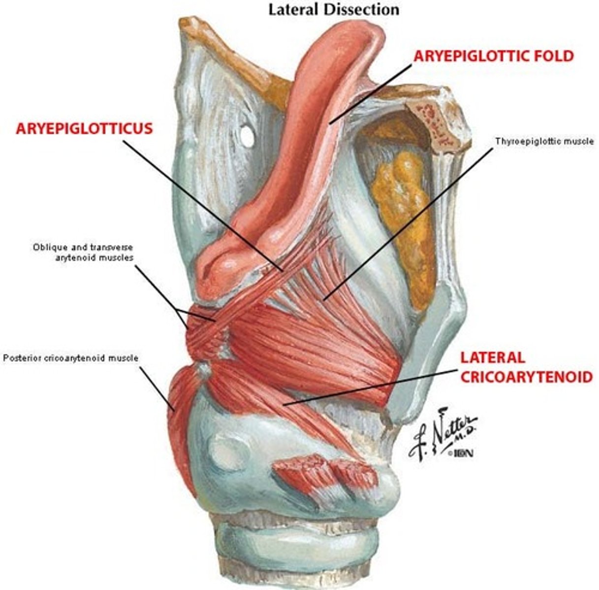 <p>intrinsic laryngeal muscle that medially rotates the arytenoid cartilage in a way that leaves open space posterior to the arytenoid cartilage ==&gt; allows air to to escape w/o passing over the vocal cords &amp; creates whisper = whisperer's muscle <br><br>*innervated by the recurrent laryngeal nerve</p>