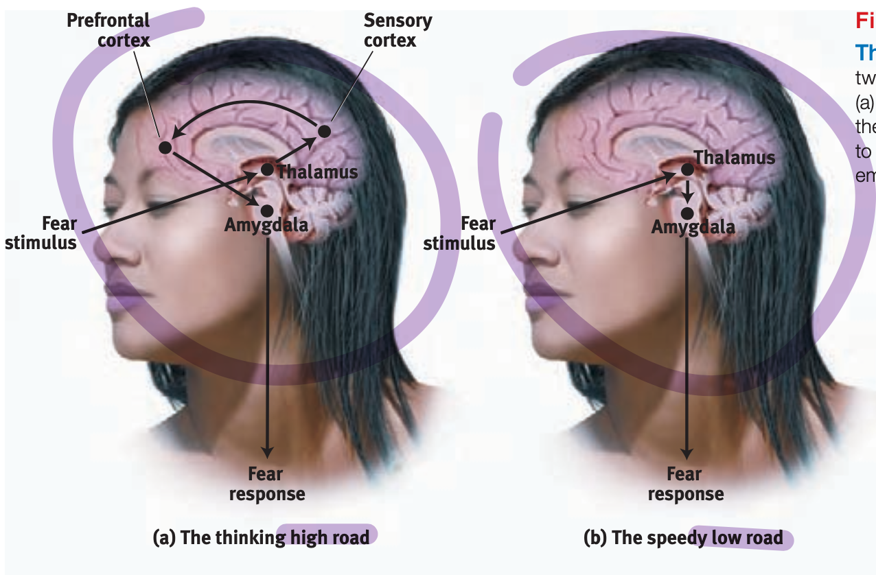 <p>Sometimes our emotions (especially simple likes, dislikes, and fears) take what Joseph LeDoux has called the “low road,” a neural shortcut that bypasses the cortex. Following the low-road pathway, a fear-provoking stimulus would travel from the eye or ear (again via the thalamus) directly to the amygdala. This shortcut, bypassing the cortex, enables our greased-lightning emotional response before our intellect intervenes. Like speedy reflexes that also operate apart from the brain’s thinking cortex, the amygdala reactions are so fast that we may be unaware of what transpires</p>