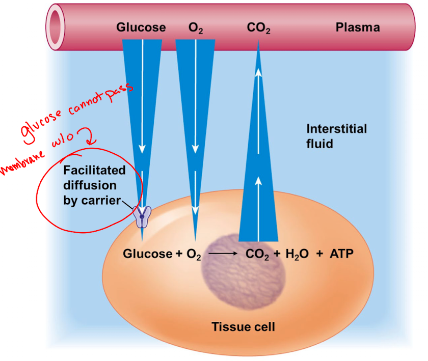 <p>substances in the blood move independently of one another down their concentration gradients</p>