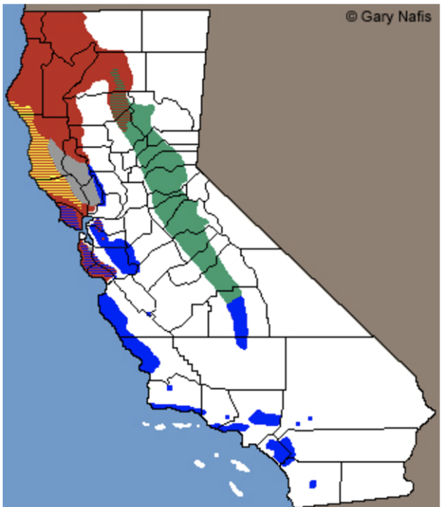 <p>Salamandridae range?</p>