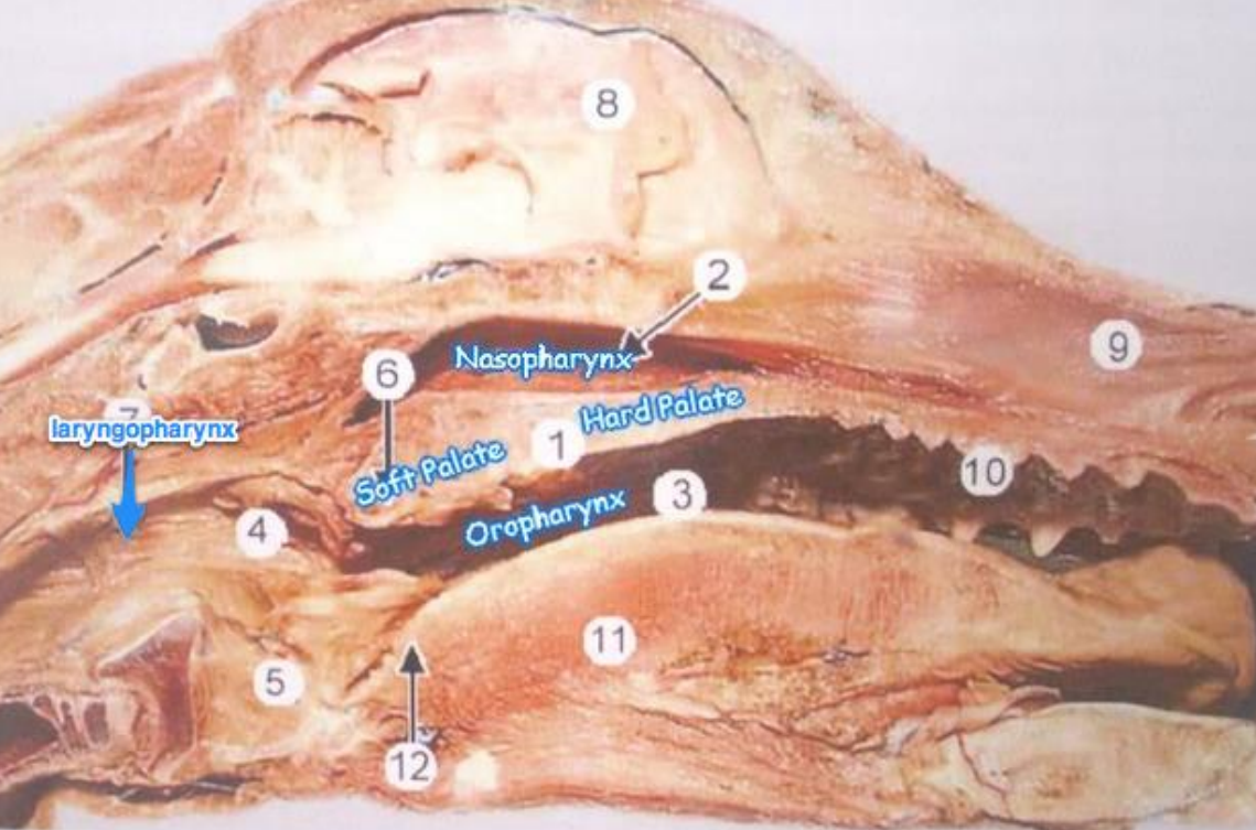 <p><strong>Pars oralis pharyngis</strong> - ventrally to palatum molle. (1 of 3 main of pharynx)</p>