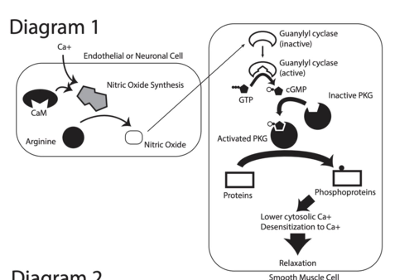 <p>the Nitric Oxide (NO) → cGMP → Smooth Muscle Relaxation pathway</p><p>STEP:</p><p>1. Ca²⁺ increases in endothelial/neuron cell</p><p>2. Ca²⁺ binds calmodulin (CaM)</p><p>3. CaM activates nitric oxide synthase (NOS)</p><p>4. Arginine converted to → Nitric Oxide (NO)</p><p>STEP 2</p><p>NO enters smooth muscle cell</p><p>Guanylyl cyclase inactive → active</p><p>NO diffuses into smooth muscle cell</p><p>NO activates guanylyl cyclase (GC)</p><p>GC converts GTP → cGMP</p><p>cGMP activates PKG (protein kinase G)</p><p>PKG = enzyme that phosphorylates proteins</p><p>Effects\</p><p>Lower cytosolic Ca²⁺</p><p>Desensitization to Ca²⁺</p><p>↓ Ca²⁺ release from ER</p><p>↑ Ca²⁺ sequestration (stored)</p><p>↑ Ca²⁺ export out of cell</p><p>↓ Ca²⁺ entry</p><p>RESULT:</p><p>LOW Ca²⁺ inside cell</p><p>Low Ca²⁺ →</p><p>Myosin cannot contract</p><p>Smooth muscle RELAXES</p>