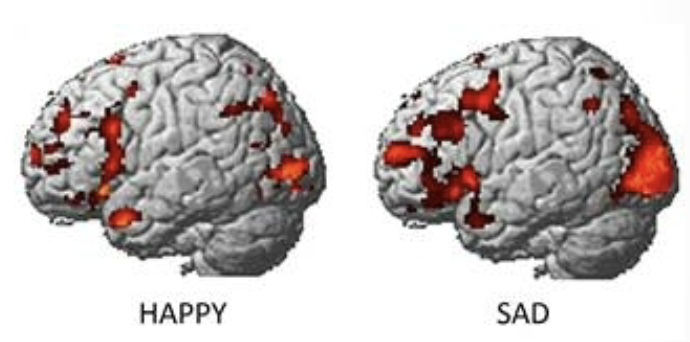 <ul><li><p><strong>Happy:</strong> people that are happy have less activity in the occipital lobe (back of brain, not just for vision!)</p></li><li><p><strong>Sad:</strong> occipital lobe is activated when you reflect/think about something visual (visual memory) → reflecting on old, sad memories (psychologists came to the conclusion that we go from one sad memory to another to keep us sad, creating a snow ball effect)</p></li></ul><p></p>