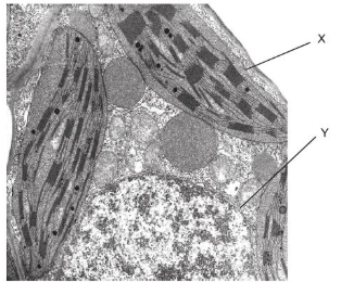 <p>The electron micrograph shows a section through a cell. What is X and Y?</p>