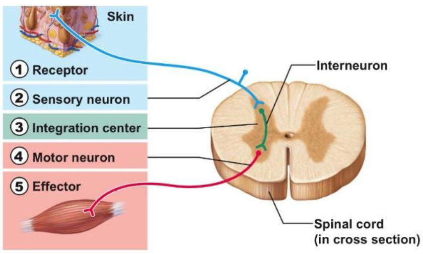 <p>the response to a stimulus from sensation → integration (sometimes brain) → action</p>