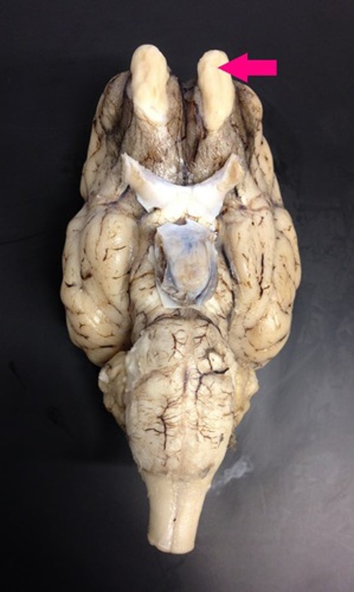 <p>brain structure that picks up smell information from the nose; Cranial Nerve I</p>