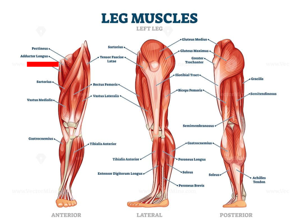 <p>adductors</p>