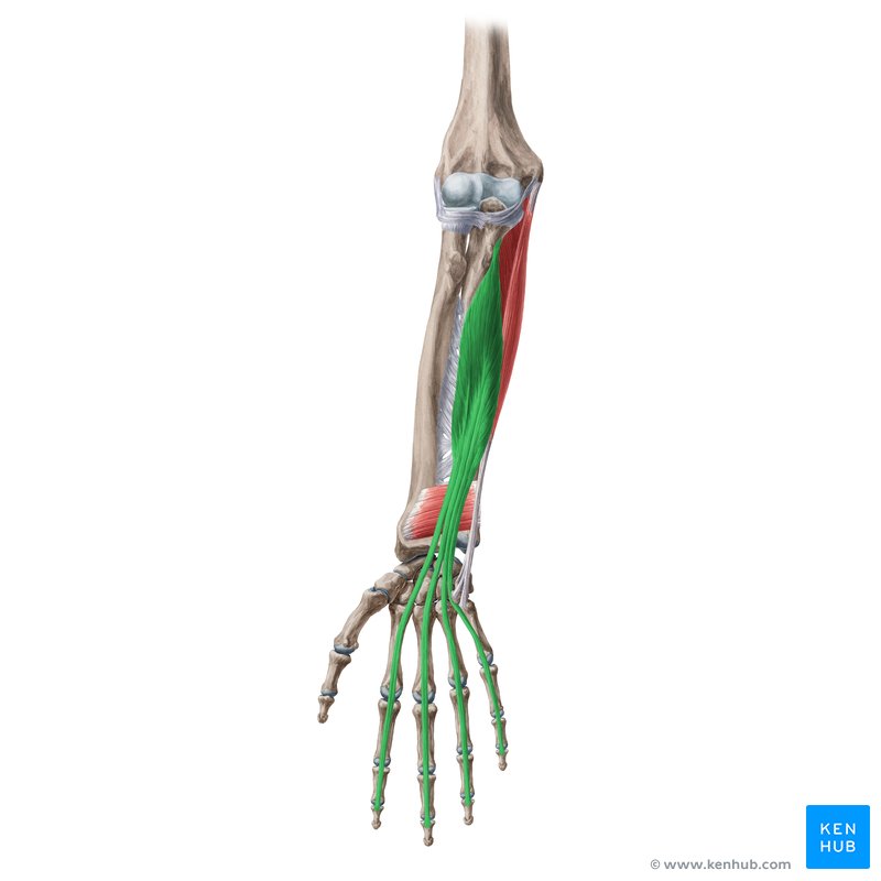 <p>M. flexor digitorum profundus</p>
