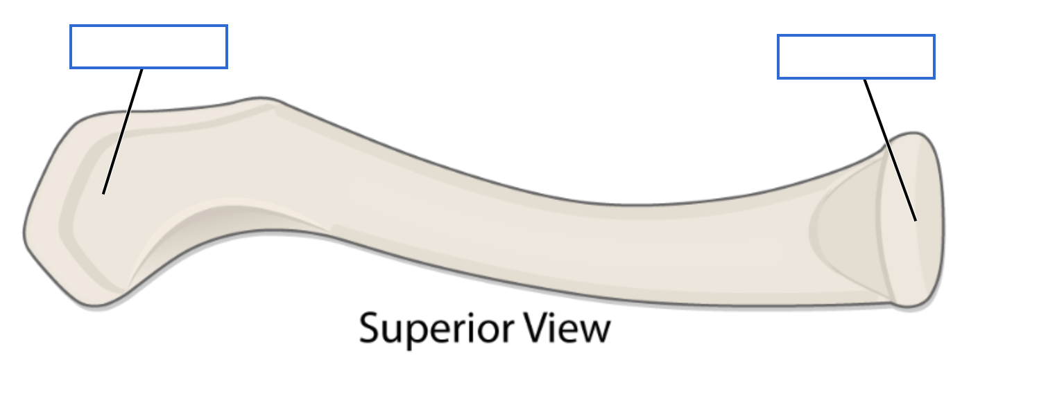 <p>Identify the bone features of the superior clavicle</p>