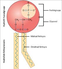 <p>1 fosfatgrupp, 2 fettsyror &amp; 1 glyserol (“ryggrad”) </p><p>Bygger upp cellmembran. Har en hydrofil del mot omgivningen och en hydrofob del på insidan av membranet </p>