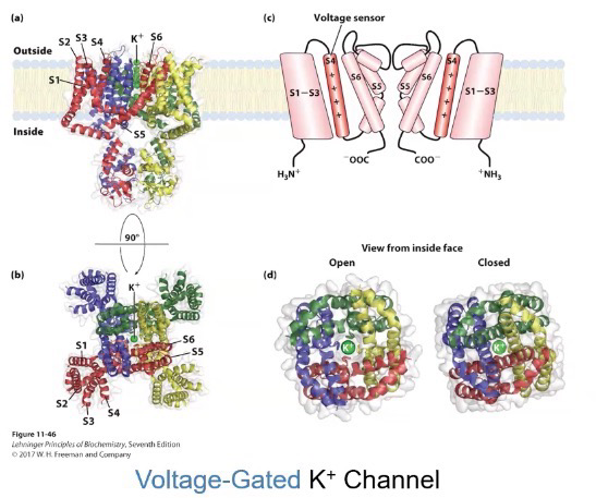 <p><span style="background-color: transparent;">K+ channel to open </span></p>
