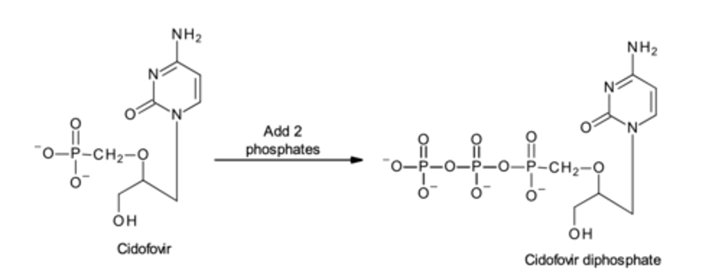 <p>Cidofovir already has a phosphate; and therefore only needs to be phosphorylated two times to form its active metabolite, cidofovir ____ </p>