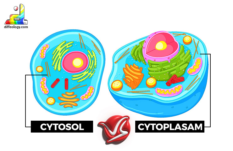<p>Cytoplasm contains all the cell contents except the nucleus, which is made up of cytosol that contains dissolved nutrients, ions, proteins, and waste products.</p>