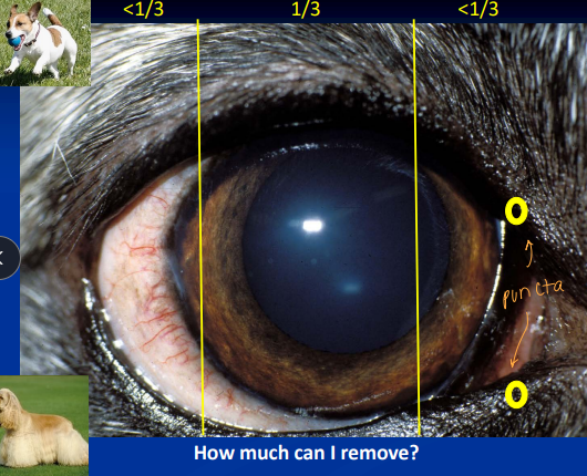 <p><span style="background-color: transparent;"><strong><span>Eyelid Neoplasia</span></strong></span></p>