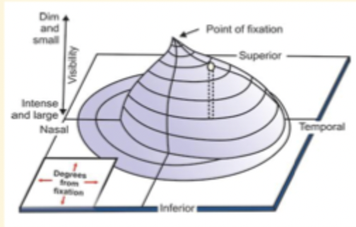 <ul><li><p>higher the hill, more sensitive that part of retina is </p></li><li><p>fovea = most sensitive</p></li></ul><p></p>