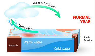 <ul><li><p>Surface water moves east to west</p></li></ul><ul><li><p>Upwelling brings nutrients, producers, and fish to tropical west coast of South America</p></li><li><p>Warm, moist air heads towards Indonesia</p><ul><li><p>gyre and trade winds are pushing currents towards Australia and asia</p></li><li><p>give space for warm water to come up<span data-name="clap" data-type="emoji">👏</span><span data-name="tropical_fish" data-type="emoji">🐠</span></p></li></ul></li></ul><p></p>