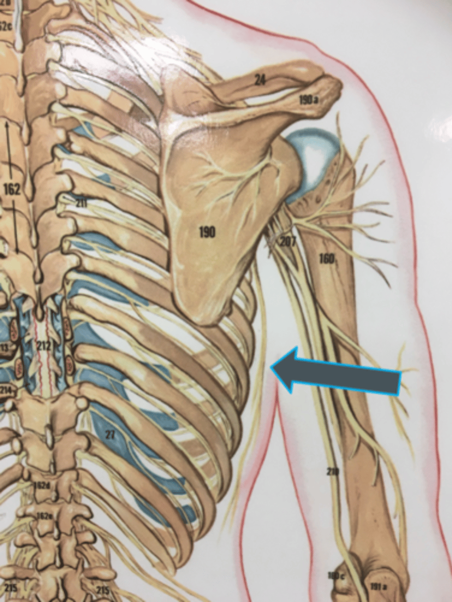<p>innervates:<br>- serratus anterior</p>