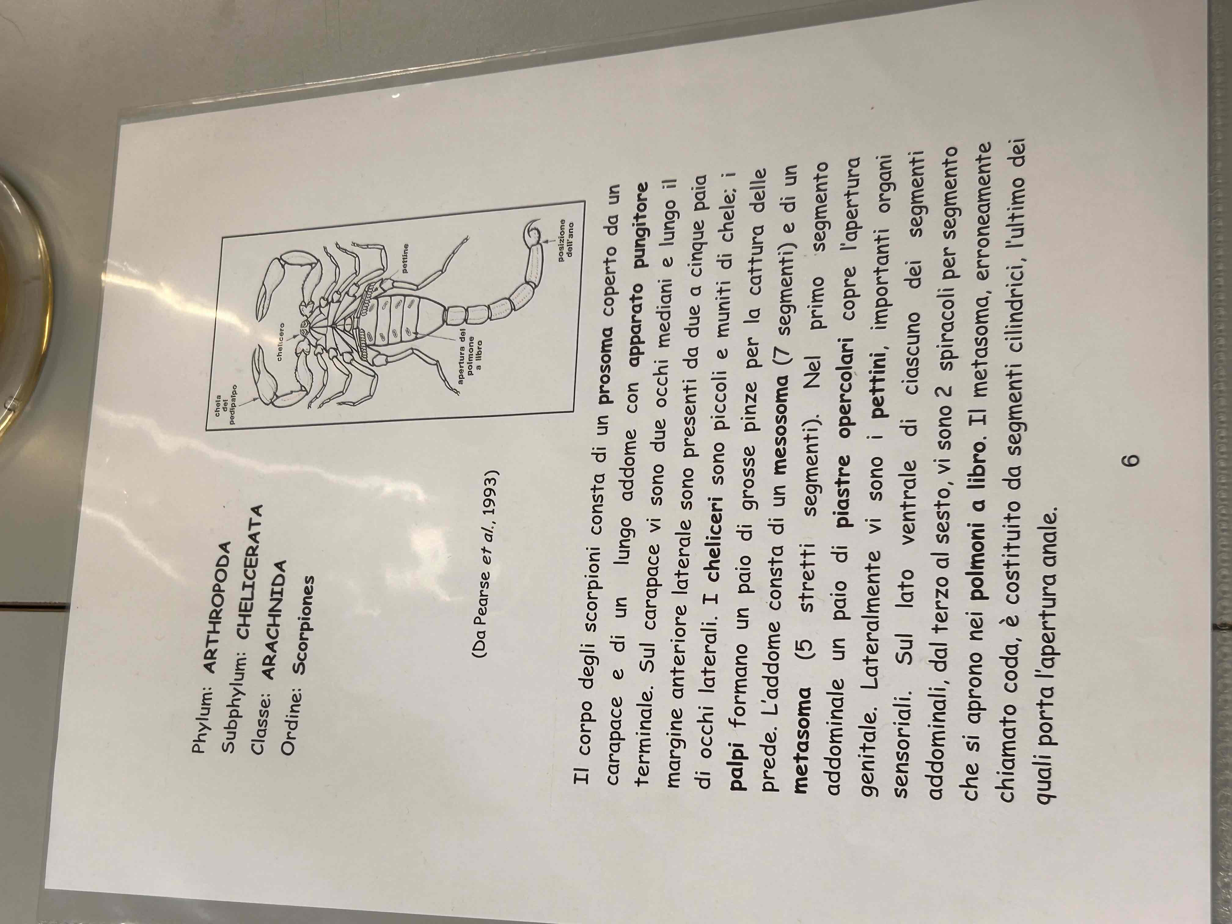 <p>Chelicerati</p><p>Aracnidi</p><p>Scorpione</p><p>Euscorpius italicus [di laura]</p>