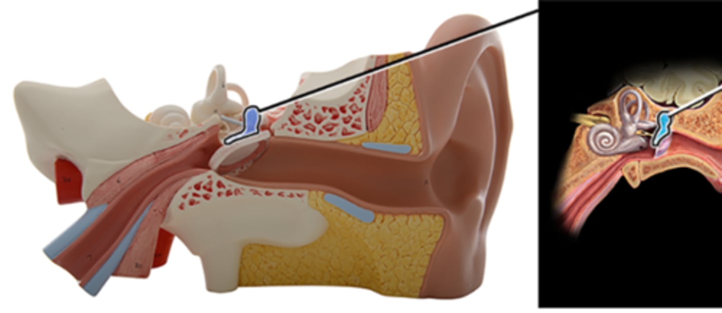 <p>a. Malleus</p><p>b. Semicircular ducts</p><p>c. Cochlea</p><p>d. Stapes</p><p>e. Vestibule</p><p>f. Incus</p>
