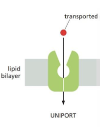 <p>transporters that allow for the passive transport of a single molecule.</p>