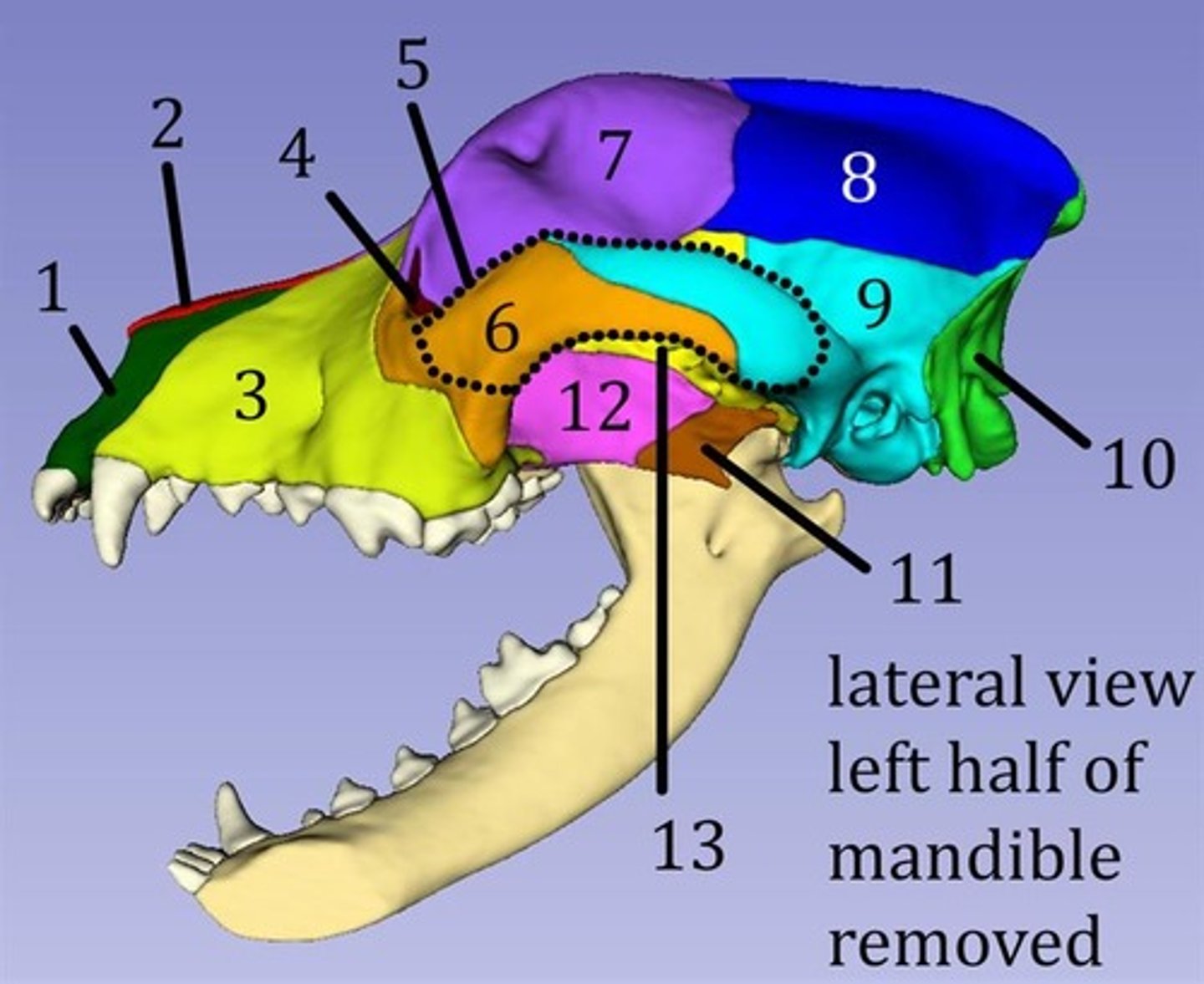 <p>11?</p>